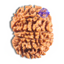 Load image into Gallery viewer, 11 Mukhi Nepalese Rudraksha - Bead No. 417
