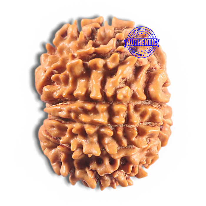 11 Mukhi Nepalese Rudraksha - Bead No. 417