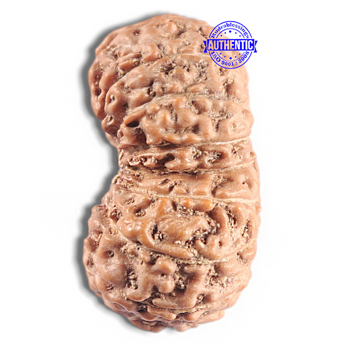 16 Mukhi Rudraksha from Indonesia - Bead No. 335