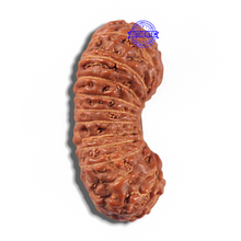 Load image into Gallery viewer, 23 Mukhi Rudraksha from Indonesia Bead No. Y
