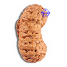 Load image into Gallery viewer, 24 Mukhi Rudraksha from Indonesia - Bead No. P
