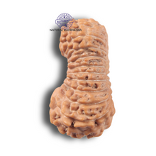 Load image into Gallery viewer, 24 Mukhi Rudraksha from Indonesia
