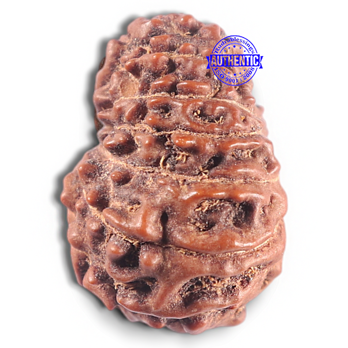15 Mukhi Indonesian Rudraksha - Bead No. 116