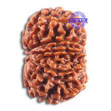 Load image into Gallery viewer, 11 Mukhi Nepalese Rudraksha - Bead No. 418

