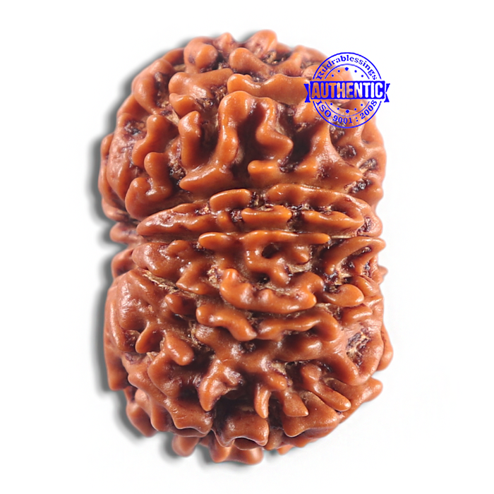 11 Mukhi Nepalese Rudraksha - Bead No. 418