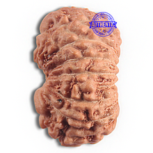 Load image into Gallery viewer, 16 Mukhi Rudraksha from Indonesia - Bead No 341
