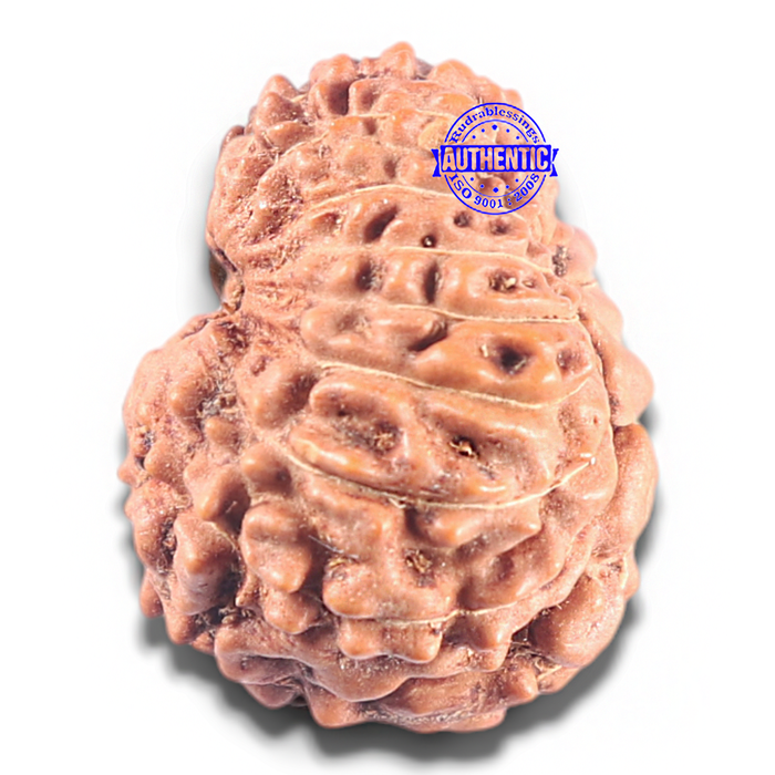 15 Mukhi Indonesian Rudraksha - Bead No. 118