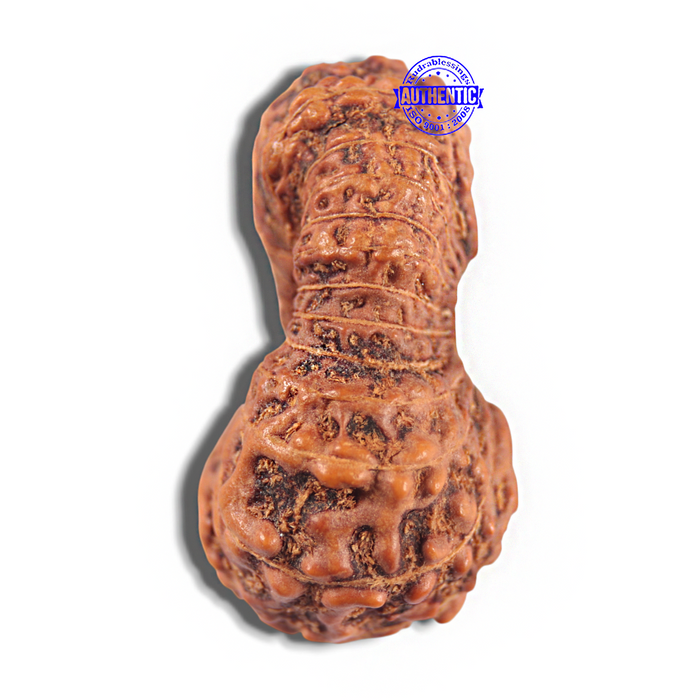 Twenty four Mukhi Rudraksha from Indonesia - Bead No. i