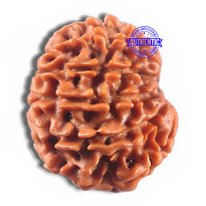 11 Mukhi Nepalese Rudraksha - Bead No. 422