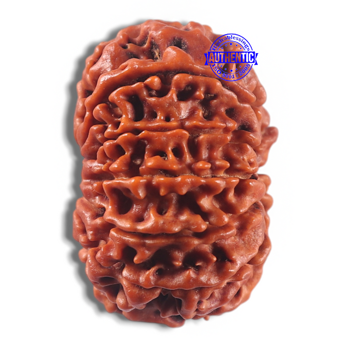 11 Mukhi Nepalese Rudraksha - Bead No. 434