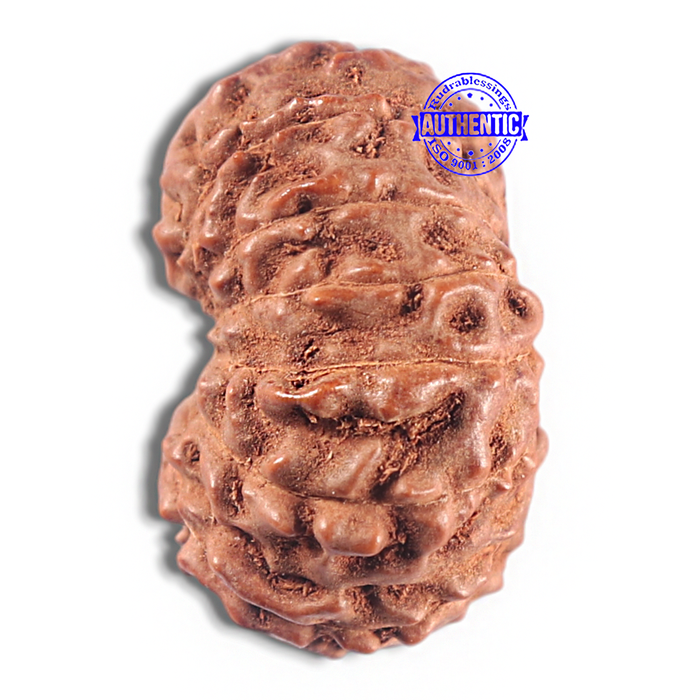 15 Mukhi Indonesian Rudraksha - Bead No. 111