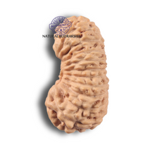 Load image into Gallery viewer, 23 Mukhi Rudraksha from Indonesia
