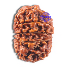 Load image into Gallery viewer, 11 Mukhi Nepalese Rudraksha - Bead No. 429
