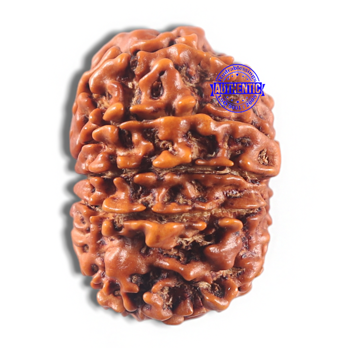 11 Mukhi Nepalese Rudraksha - Bead No. 429