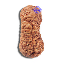 Load image into Gallery viewer, 23 Mukhi Rudraksha from Indonesia
