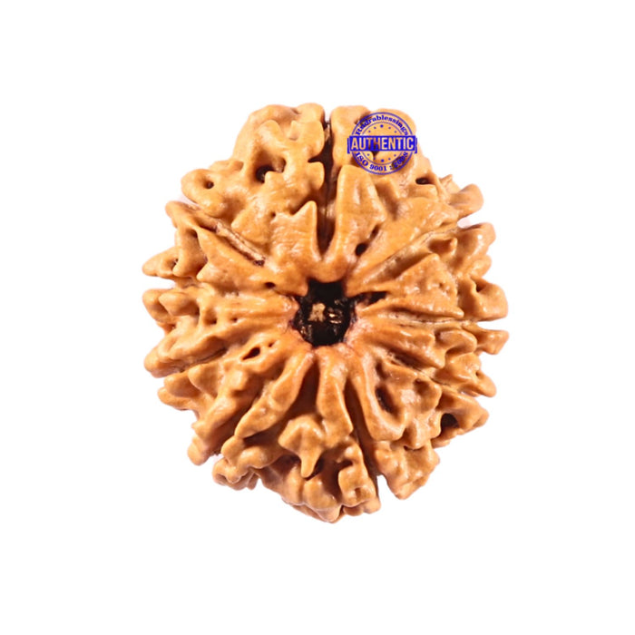 9 Mukhi Nepalese Rudraksha - Bead No. 297