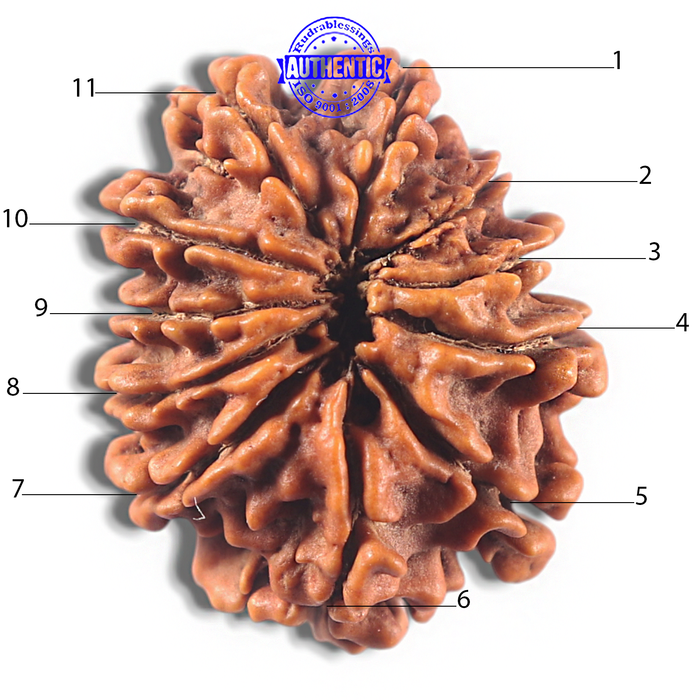 11 Mukhi Nepalese Rudraksha - Bead No. 423