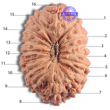 Load image into Gallery viewer, 16 Mukhi Rudraksha from Indonesia - Bead No 341
