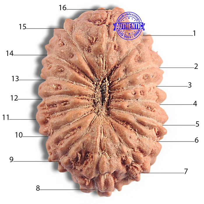 16 Mukhi Rudraksha from Indonesia - Bead No 341