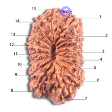 Load image into Gallery viewer, 15 Mukhi Indonesian Rudraksha - Bead No. 125
