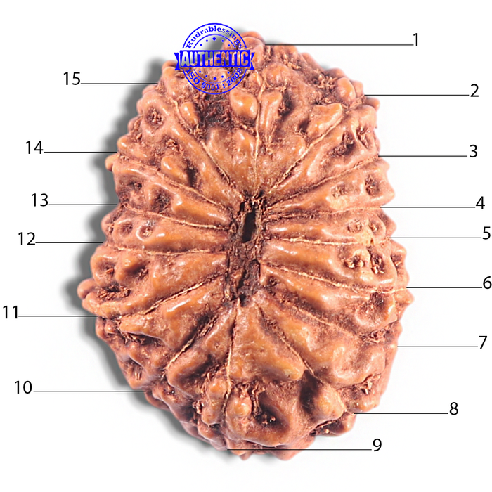 15 Mukhi Indonesian Rudraksha - Bead No. 109