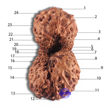 Load image into Gallery viewer, 24 Mukhi Rudraksha from Indonesia - Bead No. L
