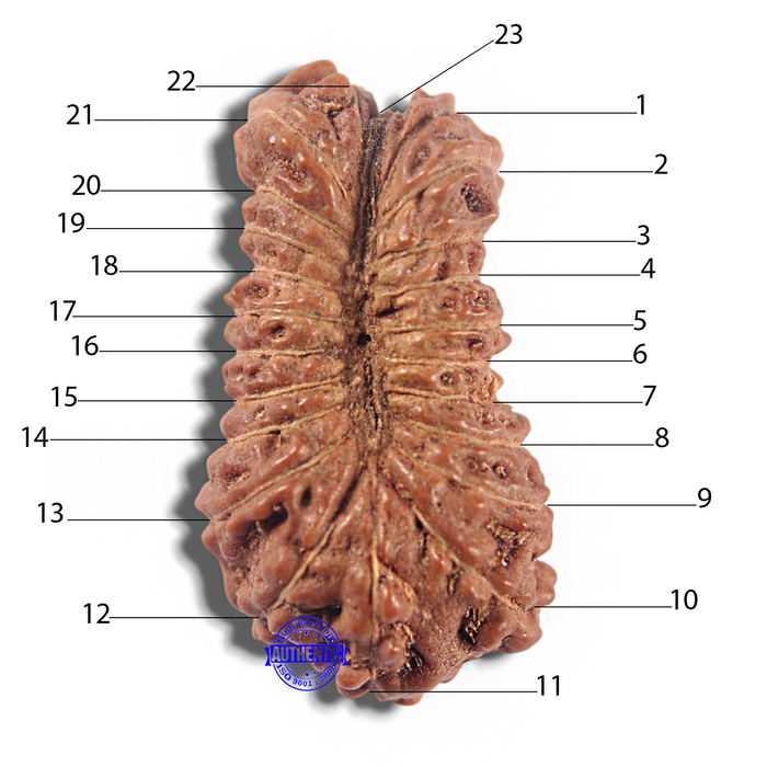 23 Mukhi Rudraksha from Indonesia