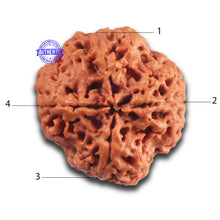 Load image into Gallery viewer, 4 Mukhi Rudraksha from Nepal - Bead No. 446
