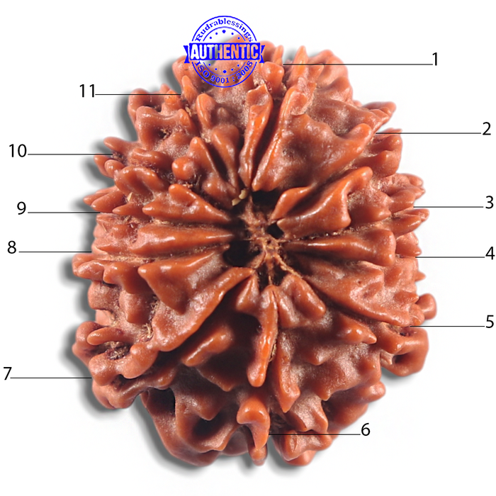 11 Mukhi Nepalese Rudraksha - Bead No. 420