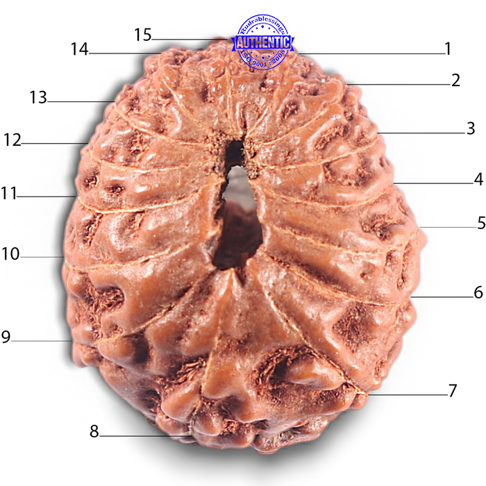 15 Mukhi Indonesian Rudraksha - Bead No. 119