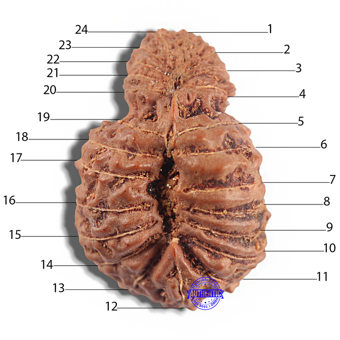 24 Mukhi Rudraksha from Indonesia - Bead No. H