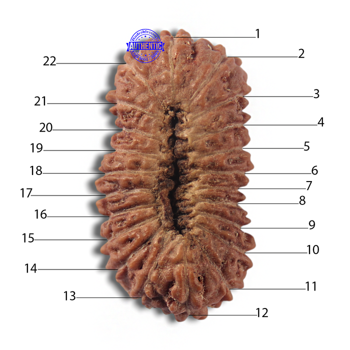 22 Mukhi Rudraksha from Indonesia