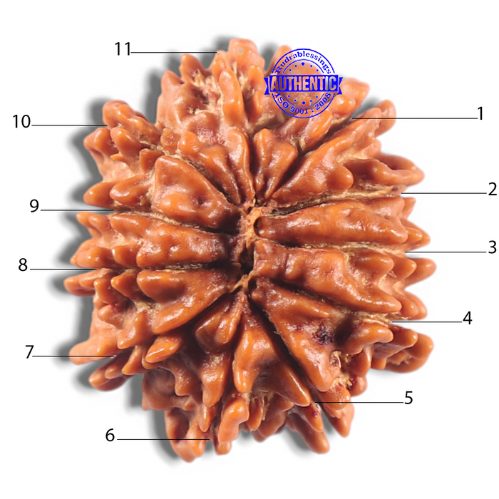 11 Mukhi Nepalese Rudraksha - Bead No. 426