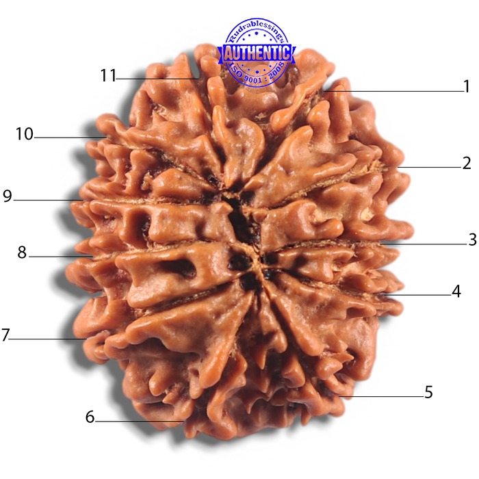 11 Mukhi Nepalese Rudraksha - Bead No. 431