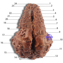 Load image into Gallery viewer, 24 Mukhi Rudraksha from Indonesia - Bead No. Q
