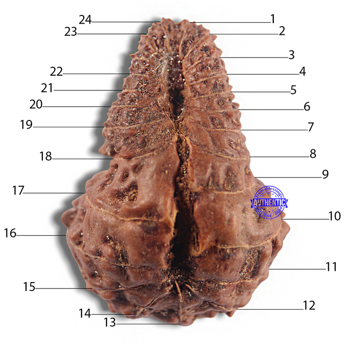 24 Mukhi Rudraksha from Indonesia - Bead No. Q