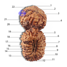 Load image into Gallery viewer, 22 Mukhi Gaurishankar Rudraksha from Indonesia
