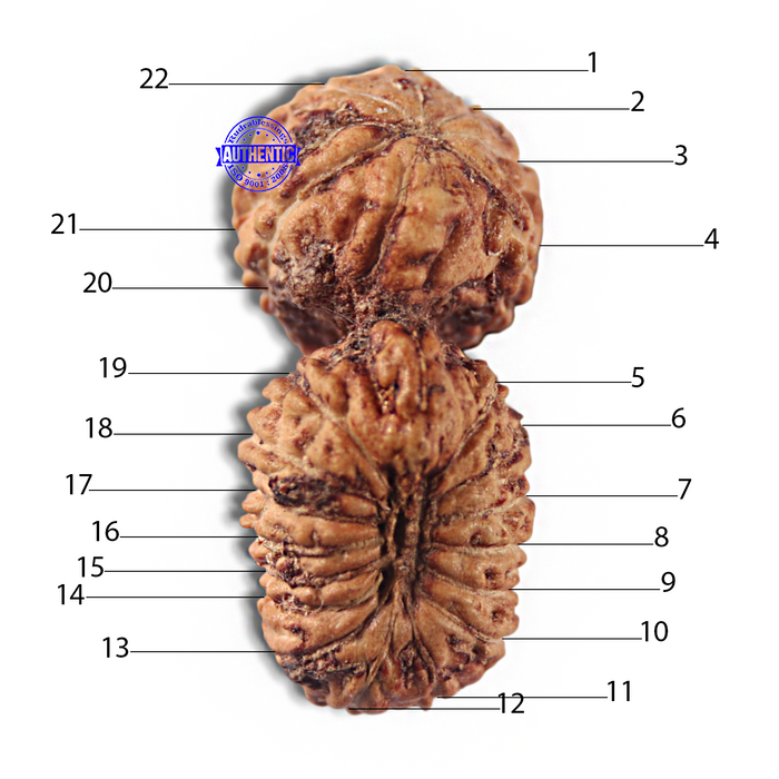 22 Mukhi Gaurishankar Rudraksha from Indonesia