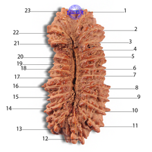 Load image into Gallery viewer, 23 Mukhi Rudraksha from Indonesia Bead No. X
