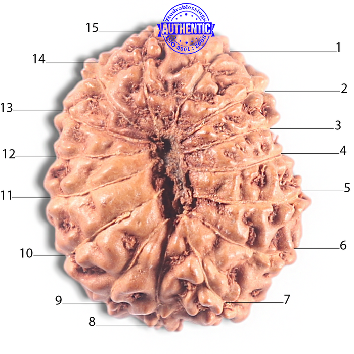 15 Mukhi Indonesian Rudraksha - Bead No. 122