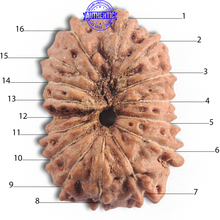 Load image into Gallery viewer, 16 Mukhi Rudraksha from Indonesia - Bead No 327
