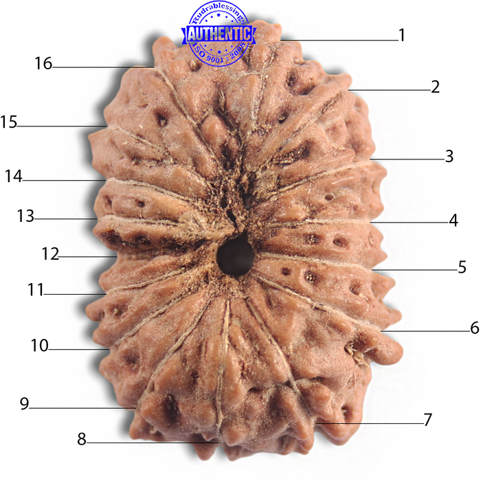 16 Mukhi Rudraksha from Indonesia - Bead No 327