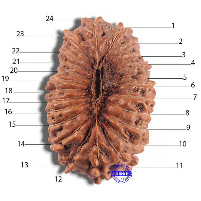 24 Mukhi Rudraksha from Indonesia - Bead No. T