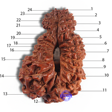 Load image into Gallery viewer, 24 Mukhi Rudraksha from Indonesia - Bead No. F
