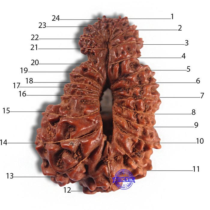 24 Mukhi Rudraksha from Indonesia - Bead No. F