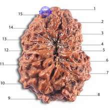 Load image into Gallery viewer, 15 Mukhi Indonesian Rudraksha - Bead No. 112
