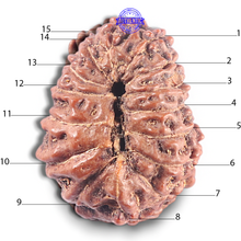 Load image into Gallery viewer, 15 Mukhi Indonesian Rudraksha - Bead No. 116
