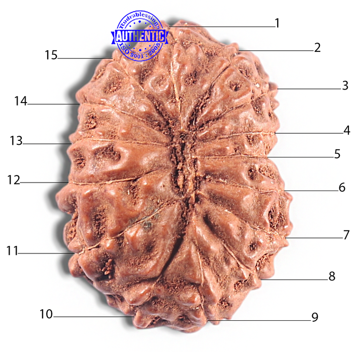 15 Mukhi Indonesian Rudraksha - Bead No. 111