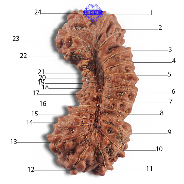 24 Mukhi Rudraksha from Indonesia - Bead No. R