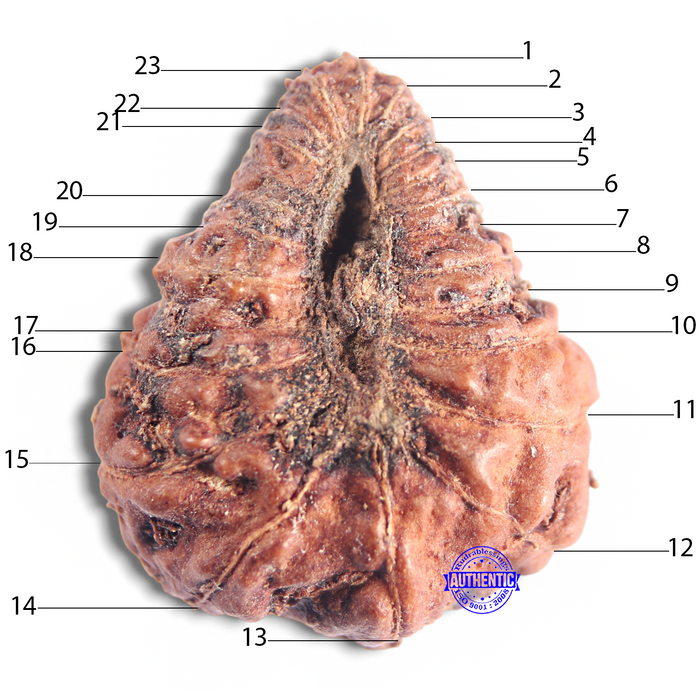 23 Mukhi Rudraksha from Indonesia